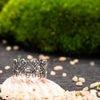 925 silver ring without gemstones, romantic filigree design photographed in natural setting