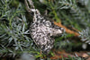 Wildlife inspired silver wolf pendant with lifelike features, forest-themed product photo