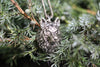 Silver wolf pendant resting in evergreen branches, symbolic animal jewelry design