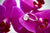 Sterling silver ring with gemstone on purple orchid, guide for caring for silver jewelry